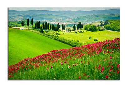 Fototapeta Summer land 24729